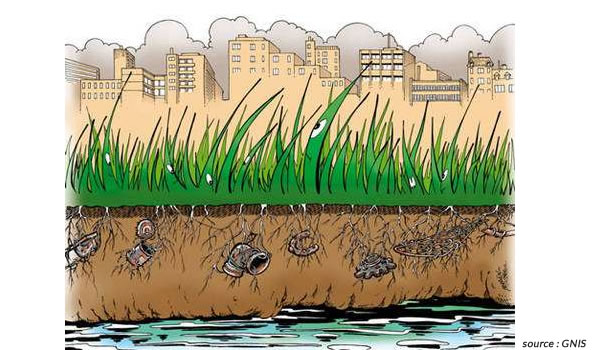 Dépollution des eaux pluviales par le gazon