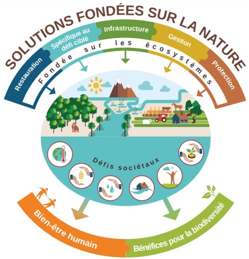 Définition des solutions fondées sur la nature