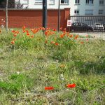 Coquelicots | Arras - juin 2021