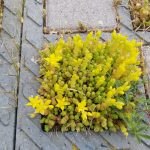 Sedum fleuri | Lot 4 - juin 2021