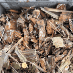 Champignons | Lesquin - avril 2024