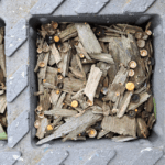 Champignons | Lesquin - avril 2024