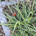 Coccinelle | Brioude - novembre 2023