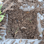 Larve | Brioude - novembre 2023