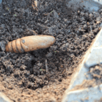 Larve ailée | Brioude - novembre 2023