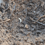 Larve blanche | Brioude - novembre 2023