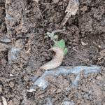 Limace | Brioude - novembre 2023