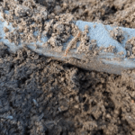 Scolopendre | Brioude - novembre 2023