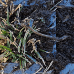 Ver de Terre | Brioude - novembre 2023