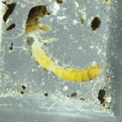 Larve de coléoptère