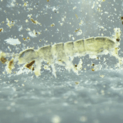 Cryptopygus Thermophilus