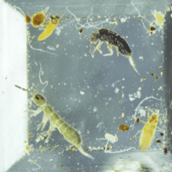 Différentes espèces