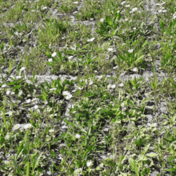 Pâquerettes | Toulouse - mai 2021