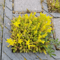 Sedum fleuri | Lot 4 - juin 2021