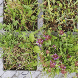 Pâquerettes | Lestrem - juin 2021