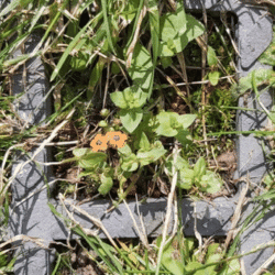 Béthune - juillet 2021