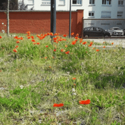 Coquelicots | Arras - juin 2021
