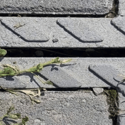 Acarien et petit carabe | Décines Charpieu - mai 2022