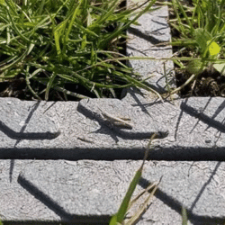 Sauterelle | Décines Charpieu - mai 2022