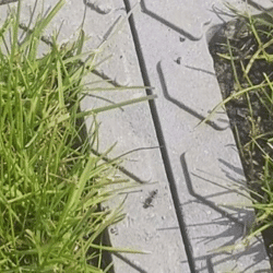 Fourmi | Varennes Jarcy - mai 2022