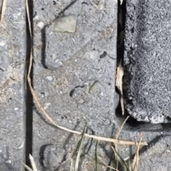 Chenille juvénile | Lesquin - juin 2022