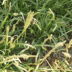 Abeille | Lesquin - août 2022