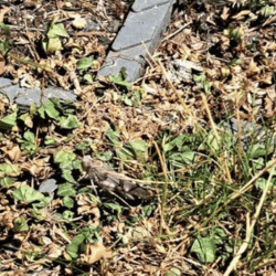 Sauterelle | Lesquin - juin 2022