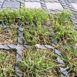 Escargot | Lesquin - septembre 2023