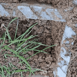 Araignée | Brioude - novembre 2023