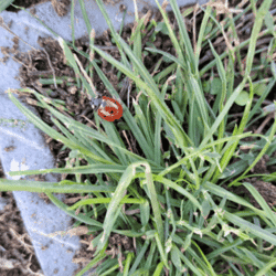 Coccinelle | Brioude - novembre 2023