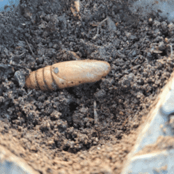 Larve ailée | Brioude - novembre 2023