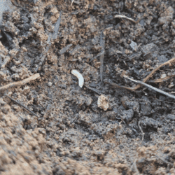 Larve blanche | Brioude - novembre 2023