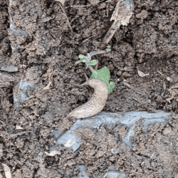 Limace | Brioude - novembre 2023