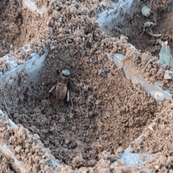 Nymphe | Brioude - novembre 2023