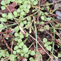 Scolopendre juvénile | Brioude - novembre 2023