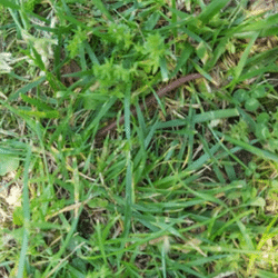 Ver de Terre | Villeneuve d'Ascq - mai 2021