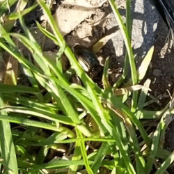 Carabe | Auchy-les-Mines - juin 2021