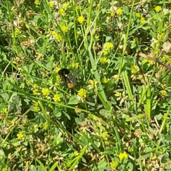 Bourdon des Pierres | Lestrem - juin 2021