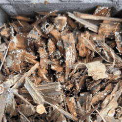 Champignons | Lesquin - avril 2024