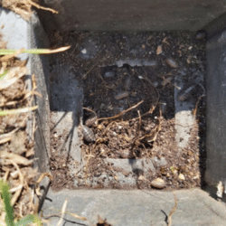 Carabe | Villeneuve d'Ascq - juin 2021