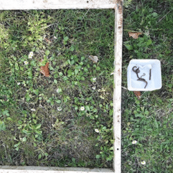 Vers de Terre | Villeneuve d'Ascq - juin 2021