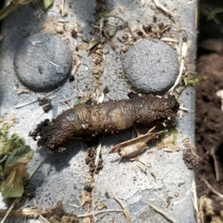 Larve | Lestrem - juin 2021