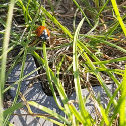 Coccinelle | Lambres-lez-Douai - juin 2021