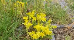 Biodiversité positive et revêtements de sols perméables