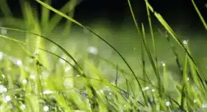 Dépollution des eaux pluviales : les hydrocarbures digérés par les parkings végétalisés