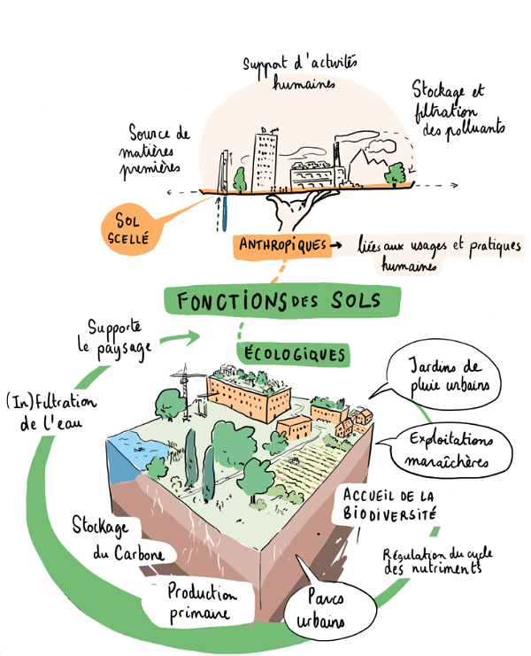 fonctions écologiques des sols protection des sols