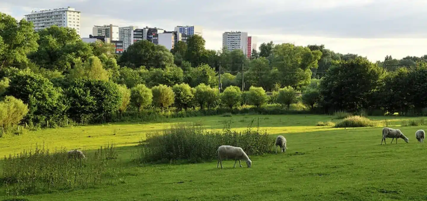 végétalisation de l'espace public bruxelles